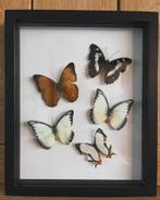 Opgezette vlinders, Ophalen of Verzenden