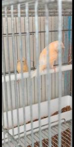 Koppel 2025 40€ Luik, Dieren en Toebehoren, Ophalen