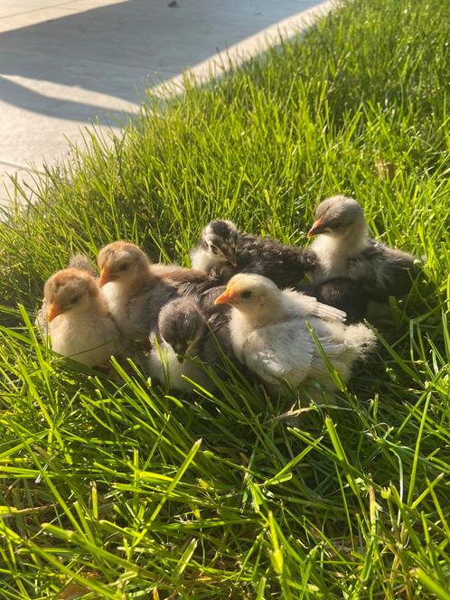 cochin kriel kuikens 3 weken oud, Dieren en Toebehoren, Pluimvee, Kip, Geslacht onbekend