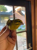 Kruisingen, Dieren en Toebehoren, Vogels | Overige Vogels, Mannelijk, Wildzangvogel