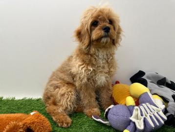 Cavapoo puberpup beschikbaar voor biedingen