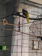 rustige kakariki, Dieren en Toebehoren, Vogels | Parkieten en Papegaaien