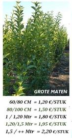 PROMO ! MAGNIFIQUE OFFRE TROÈNE VERT 1,5/++ mètre = 2,2o€/Pc, Enlèvement, Troène, Arbuste, 100 à 250 cm