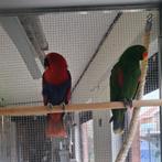 Kweekkoppel edelpapegaaien, Dieren en Toebehoren, Meerdere dieren, Papegaai, Geringd
