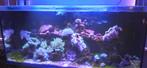 Zeeaquarium Rode Zee 350, Dieren en Toebehoren, Vissen | Aquaria en Toebehoren, Ophalen, Zo goed als nieuw, Gevuld zeewateraquarium