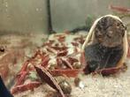 Rode Sakura Neocaradina garnaal, Dieren en Toebehoren, Vissen | Aquaria en Toebehoren, Ophalen of Verzenden