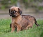 Brusselse Griffon pups, CDV (hondenziekte), Meerdere, Teef, 8 tot 15 weken