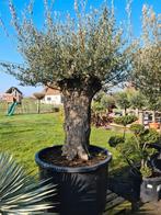 Olijfboom Olea Europaea Bonsai, Ophalen, Olijfboom