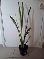 Sanseveria Bantel's Sensation, Huis en Inrichting, Kamerplanten, Ophalen