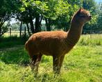 1 Prachtige dekhengst + 2 gedekte alpaca merries, Dieren en Toebehoren, Meerdere dieren