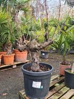 Druivelaar Bonsai - Vitis Vinifera, Tuin en Terras, Ophalen