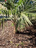 Winterharde palmboom, Tuin en Terras, Ophalen