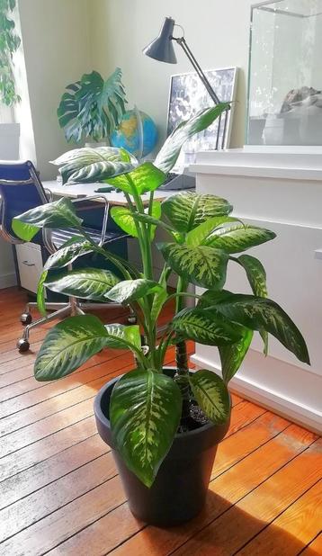 Plante Dieffenbachia H120cm