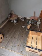 Turkse düiven takla, Animaux & Accessoires, Oiseaux | Pigeons