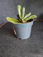 Gasteria nr 181, Huis en Inrichting, Ophalen