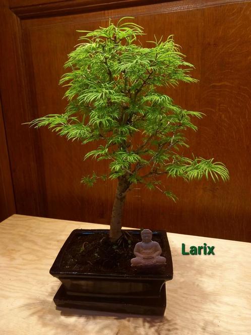 Bonsai, Huis en Inrichting, Kamerplanten, Bonsai, Ophalen