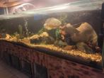Vissen gezocht, Animaux & Accessoires, Poissons | Poissons d'aquarium, Poisson, Poisson d'eau douce