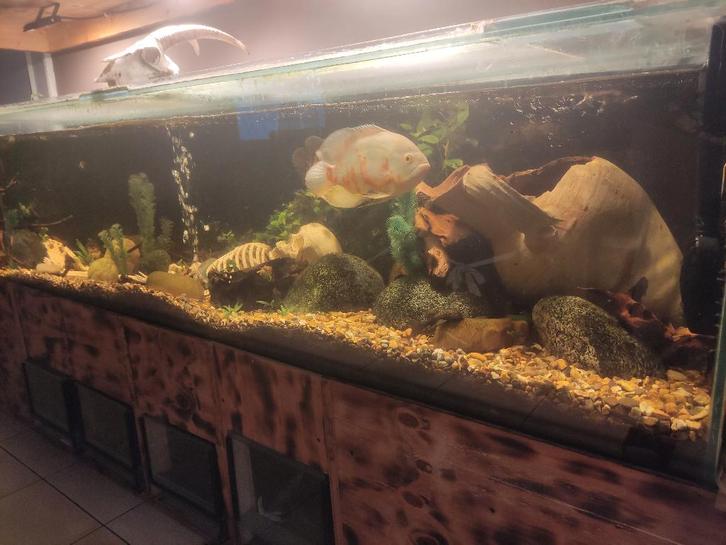 Vissen gezocht, Animaux & Accessoires, Poissons | Poissons d'aquarium, Poisson d'eau douce, Poisson