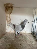 Pigeons voyageurs, Enlèvement ou Envoi