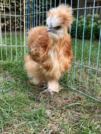 Zijdehoen hen, Dieren en Toebehoren, Pluimvee