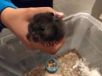 Laatste goudhamster, mannetje, Juli, Mannelijk, Hamster