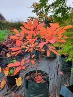 Grootbloemige kornoelje: Cornus nutallii prachtige kleuren, Enlèvement ou Envoi, En pot, 100 à 250 cm, Plein soleil