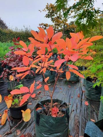 Grootbloemige kornoelje: Cornus nutallii prachtige kleuren disponible aux enchères