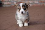 Prachtige Welsh Corgi Cardigan pups (ouders aanwezig), Dieren en Toebehoren, Honden | Herdershonden en Veedrijvers, België, Overige rassen