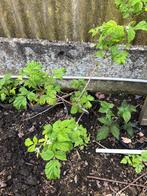 Jonge framboosplanten 5euro/exemplaar, Tuin en Terras, Ophalen of Verzenden