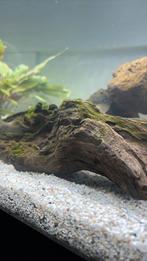 Baby guppies te koop €0,10 per stuk, Dieren en Toebehoren