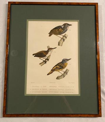 Handgekleurde litho P. Bertrand 1856 beschikbaar voor biedingen