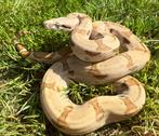 Boa imperator salmon, Dieren en Toebehoren, Slang, Met terrarium, 3 tot 6 jaar