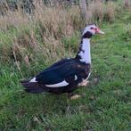 Barbarie eend, Dieren en Toebehoren, Mannelijk, Eend