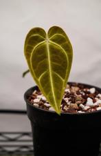 Anthurium Crystallinum x Regale kloon #2, Huis en Inrichting, Kamerplanten, Ophalen of Verzenden