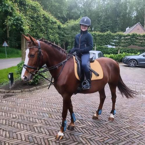 Knappe brave D-pony, Dieren en Toebehoren, Pony's, Merrie, D pony (1.37m tot 1.48m), 7 tot 10 jaar, Gechipt, Ontwormd, Ingeënt