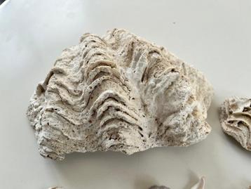 Doopvontschelpen en endere soorten schelpen beschikbaar voor biedingen