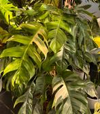 Epipremnum albo variegata, Enlèvement