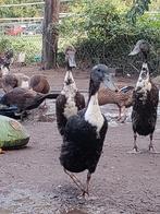 Loopeend, Dieren en Toebehoren, Pluimvee, Vrouwelijk, Eend