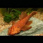 Ancistrus rouge red flash male adulte, Dieren en Toebehoren, Vis, Zoetwatervis
