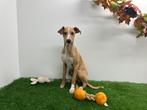 Italiaanse windhondjes pups, België, Overige rassen, 8 tot 15 weken, CDV (hondenziekte)