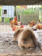 Konijntjes, Dieren en Toebehoren, Meerdere dieren, Klein, Hangoor, 0 tot 2 jaar