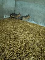 Mara trio, Dieren en Toebehoren, Knaagdieren, Augustus, Meerdere dieren