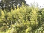 Bamboe, Tuin en Terras, Planten | Struiken en Hagen, Ophalen of Verzenden