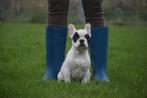 Franse bulldog pups alle kleuren, Dieren en Toebehoren, CDV (hondenziekte), Meerdere, Bulldog, 8 tot 15 weken
