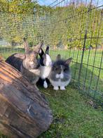 5 plus beaux lapins nains, Plusieurs animaux, Nain, 0 à 2 ans