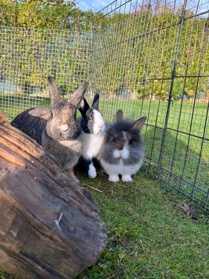 5 plus beaux lapins nains, Animaux & Accessoires, Lapins, Nain, Plusieurs animaux, 0 à 2 ans