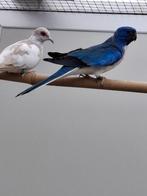 Splendid parkieten, Dieren en Toebehoren, Vogels | Parkieten en Papegaaien, Meerdere dieren, Geringd