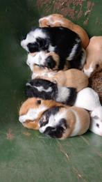 Cavia beertjes, Dieren en Toebehoren, Knaagdieren, Juli, Cavia