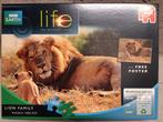 Lion family puzzle 1000 pieces, Comme neuf, 500 à 1500 pièces, Puzzle, Enlèvement