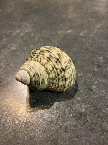 Wulk schelp beschikbaar voor biedingen